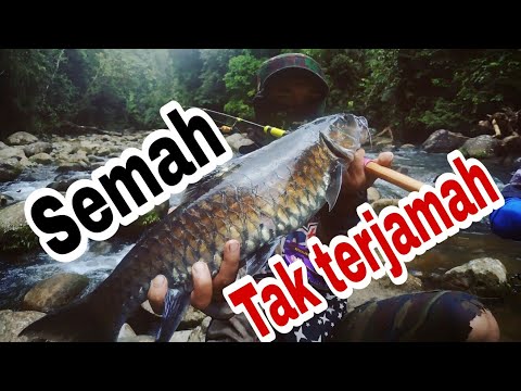 ekspedisi-mancing-di-spot-ikan-mahseer-tak-tersentuh