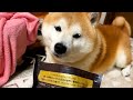 工場育ちの新入りおやつに社会の厳しさを叩き込む柴犬