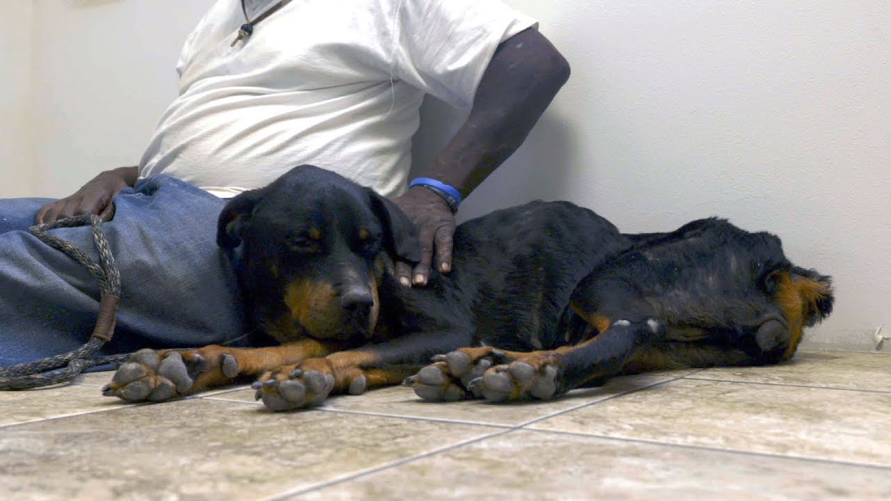 This Weary Rottweiler Is Getting The Care And Attention She Badly Needs ...