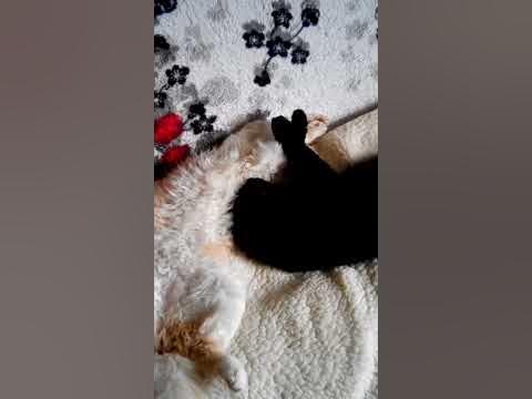Ну очень жарко🐈🐱 - YouTube