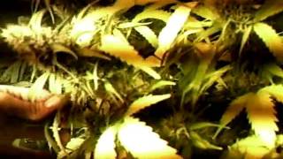 MPEG0021