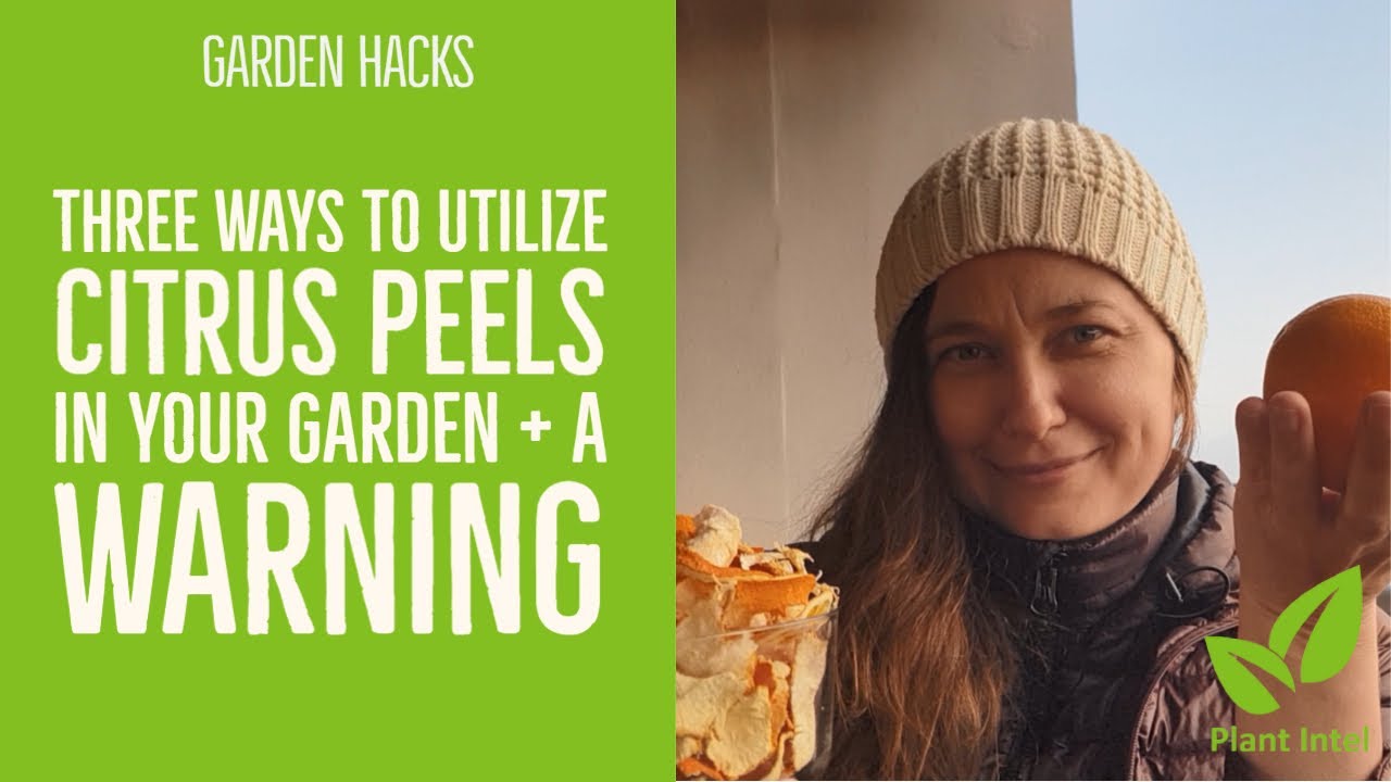 Three ways to use CITRUS PEELS in the garden + a warning! YouTube