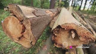 Deforestation the cause of Global warming and its effects.