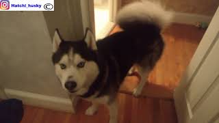 My dog is arguing with me *** Hatchi Husky ***