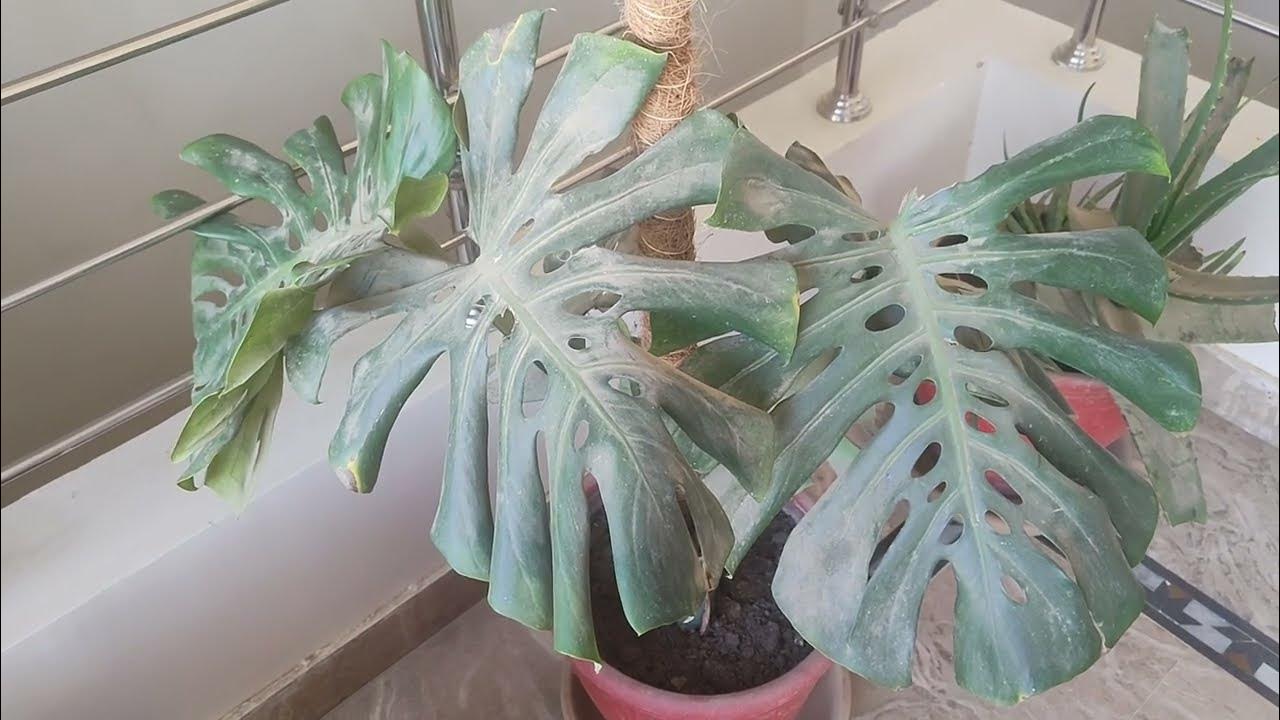 Monstera Deliciosa winter care, winter season caring tips, KK Home