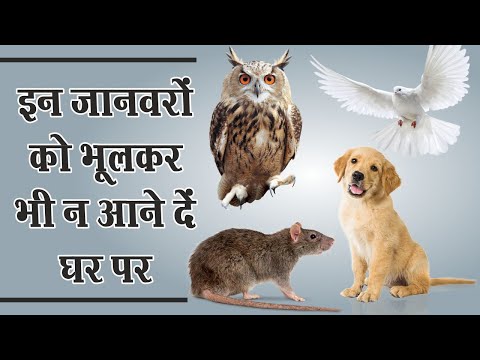Vastu Tips: घर में किन जानवरों के आने से शुभ होता है और किनके आने से अशुभ