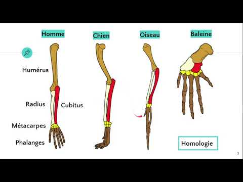 Vidéo: Quelles structures témoignent d'un ancêtre commun ?