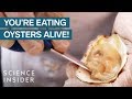 Understanding Oyster Safety and Consumption