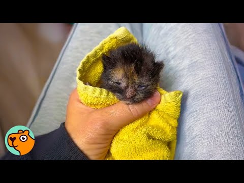 Two Legged Cat Zooms Around Like A Rocket 5 Best Stories