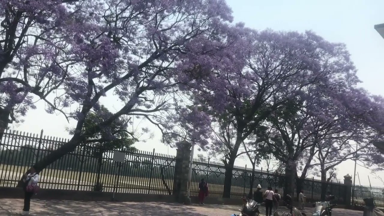 Sirish ko Phool | Jacaranda Flower | Kathmandu