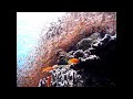 tropical fish Diving point And snorkeling video at Miyakojima island in Okinawa 　宮古島　八重干瀬ヤビジ