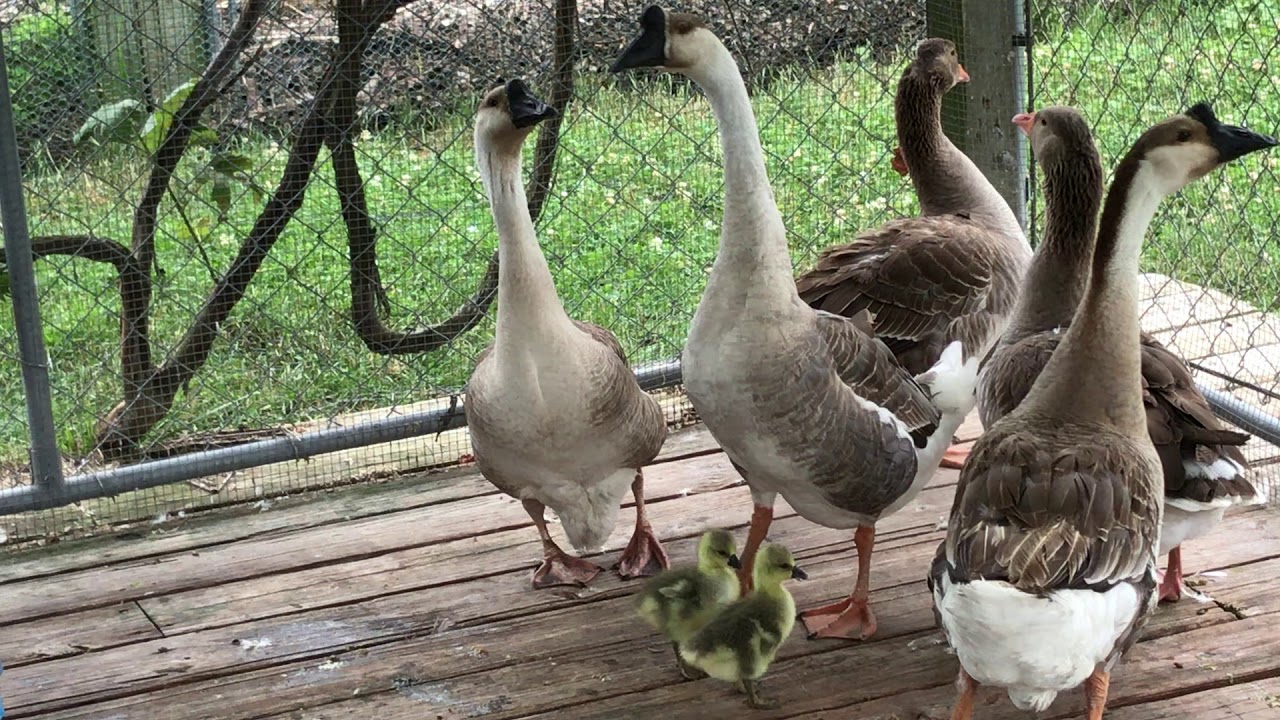 Dos nuevos bebés gansos