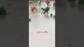 🌾 गाँव की असली रौनक शुरू हो गई… धान की बुवाई, किसानों की मेहनत और धरती माँ का आशीर्वाद।🙏💚जय किसान! 🌱