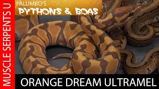 Dream Clutch Orange Dream Ultramel Ball Pythons