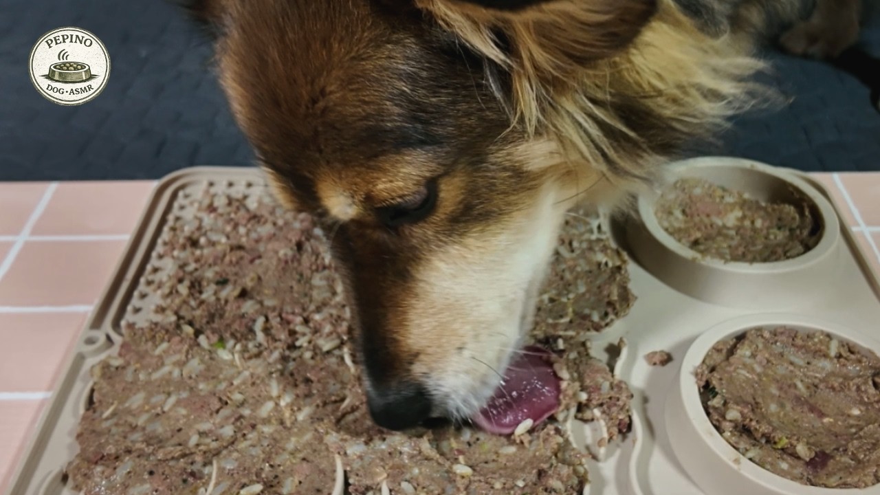 Dog Eating ASMR | 10 Minutes Calm Sounds