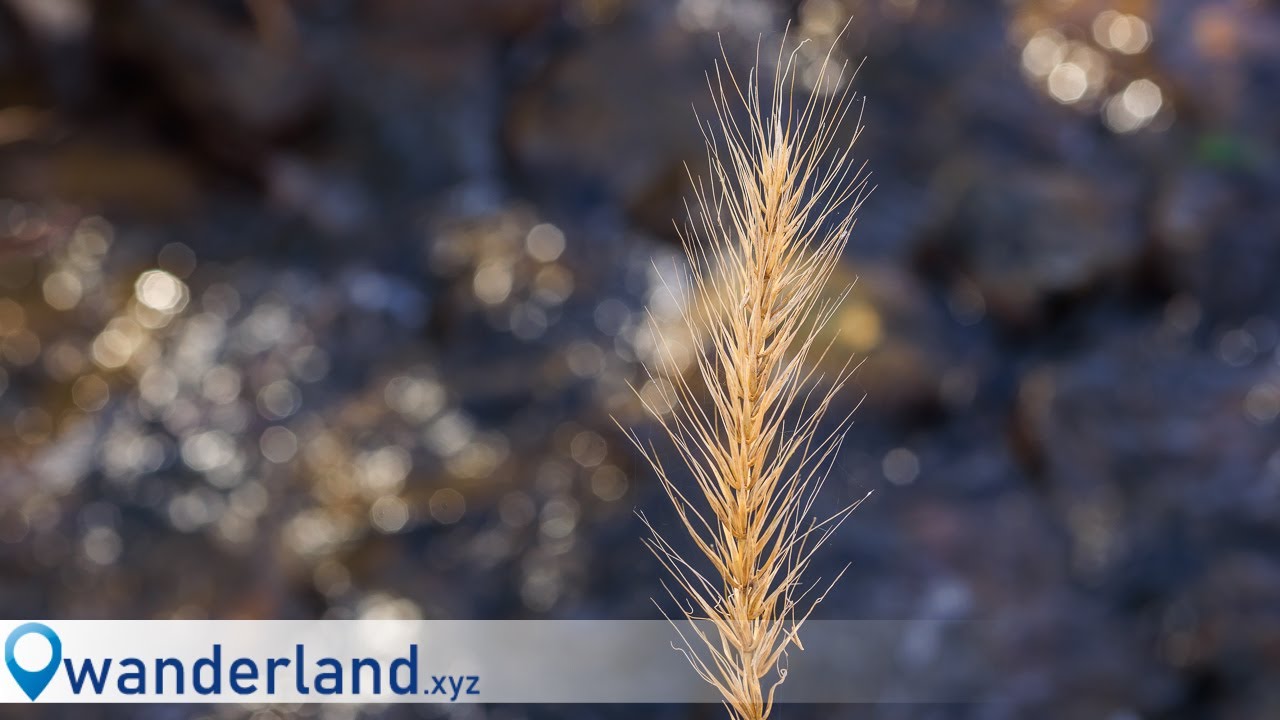 Tamron 90mm Macro Lens Canon