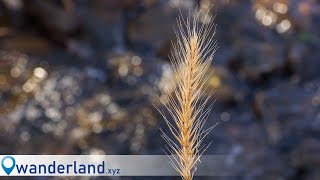 Vintage Tamron 90mm Macro Lens on Canon EOS R5: A Short Excursion