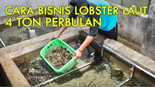 CARA BISNIS LOBSTER LAUT TANPA GAGAL UNTUK PEMULA MENGHASILKAN RUPIAH DAN DOLLAR