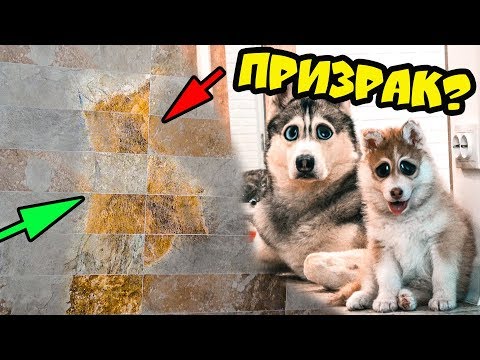 DOGVLOG: НА МОЕЙ СТЕНЕ ХАСКИ ПРИЗРАК? МИСТИКА! Первая дрессировка щенка. Говорящая собака