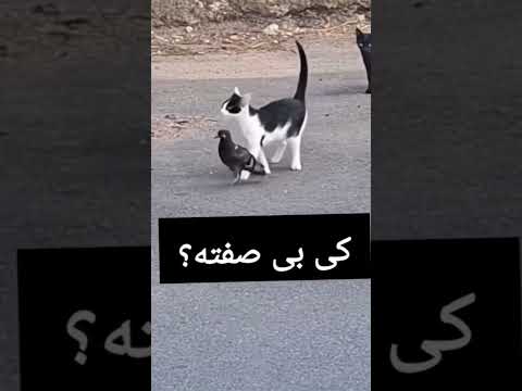 عالی بودده باردیدم لذت بردم          