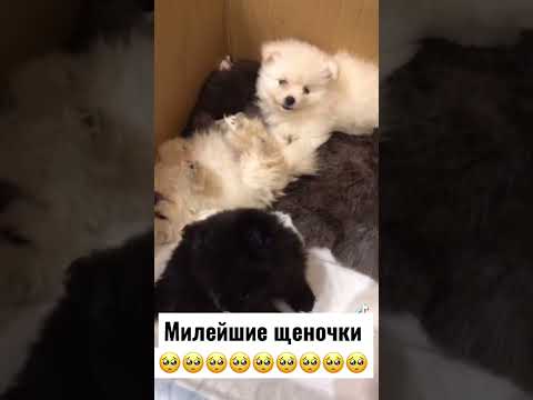 Как уложить спать щенков