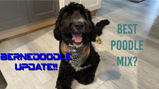 Bernedoodle 101 + 1 Year Growth Update