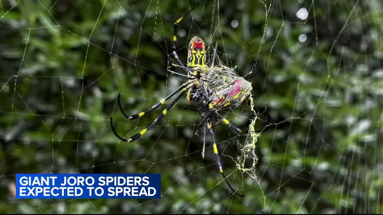 Giant, venomous flying spiders expected to invade New Jersey this ...