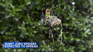 Flying venomous Joro spiders may spread to New Jersey this summer