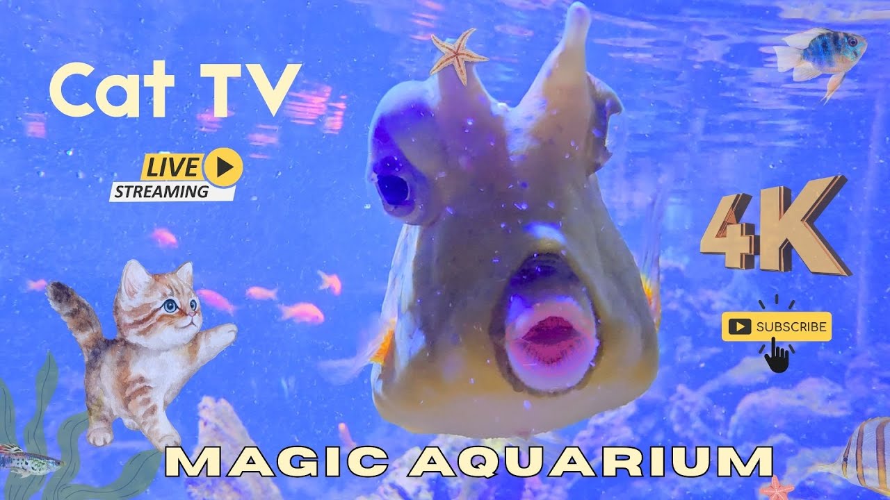 Ultimate 4K Aquarium Live: Jellyfish • Shark • Stingray – Relaxing Ocean Sounds for Cats & Humans
