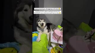 Download Lagu KAORI GAMAU DI BILANG TUA😂 MP3