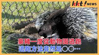 豪豬一度從動物園逃跑 連飼育員也嚇一跳！逃跑方法竟然是○○…