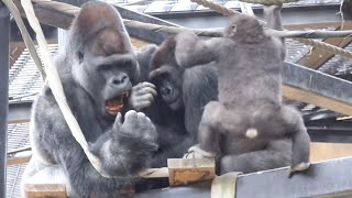 父と挑む息子達！兄を助けようと、父の頭を何度も叩く子ゴリラ⭐️Gorilla【京都市動物園】Kintaro hit his father while trying to save his bro.