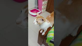 আসলেই 🙂 #videoviralシ #trendingreelsvideo #kitty #kittensofinstagram #kittycat #kitten #kittens #cat