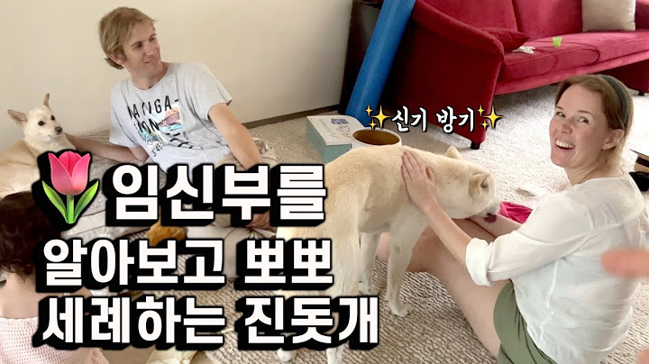 처음 본 네덜란드 임신부에게 집착하는 진돗개 | 이민 정착기18