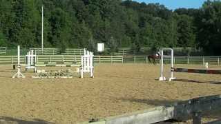 Lacrosse horse
