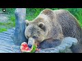 Охлаждающий, сочный арбуз после купания🐻🍉