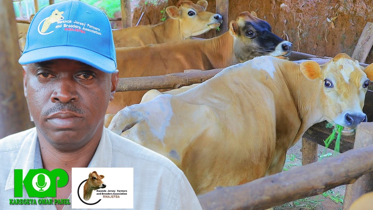 Kayonza: Yorora inka za Jersey gusa.Irya bike, ikamwa menshi,buri mwaka irabyara,  ntirwaragurika