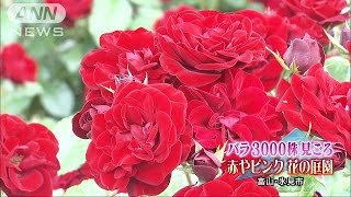 甘い香りに包まれ・・・バラ3000株咲き誇る　富山(16/06/04)