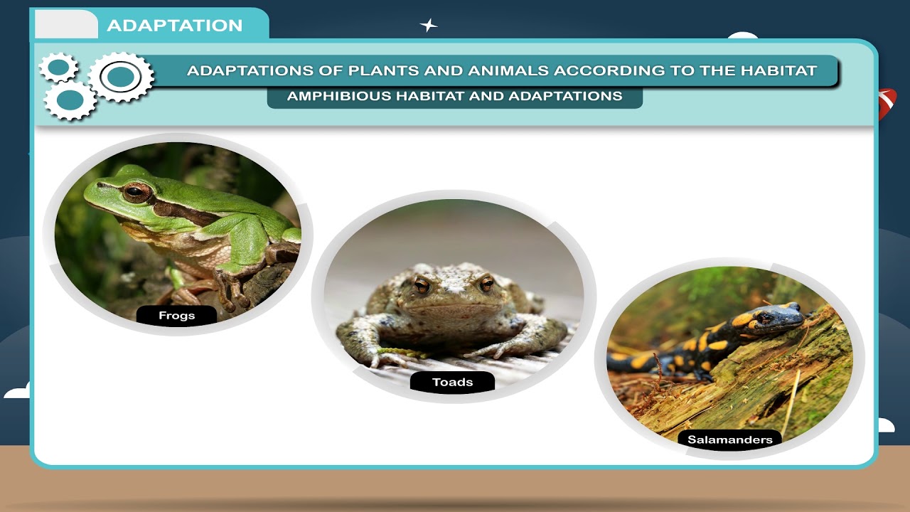 Adaptation Class 6 YouTube Adaptation Class 6 YouTube