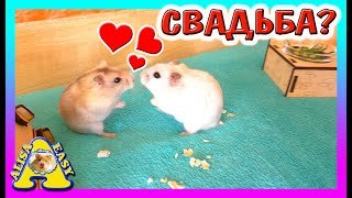 видео: СВАДЬБА КУКИ и КНОПКИ / Знакомство Хомки попытка №2 / Джунгарский хомяк ЗНАКОМИТСЯ / Alisa Easy Pets картинка: СВАДЬБА КУКИ и КНОПКИ / Знакомство Хомки попытка №2 / Джунгарский хомяк ЗНАКОМИТСЯ / Alisa Easy Pets