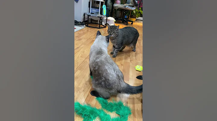 Watch the video about Siamese Kitty