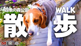 超巨大な公園をお散歩してみた！／ Beagle in a huge winter park! by Merlot The Beagle 455 views 3 months ago 4 minutes, 2 seconds