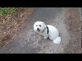 Coton de Tulear | Yoshi | Dog Training in London の動画、YouTube動画。