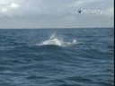 Shark Attack: Seal's Defense