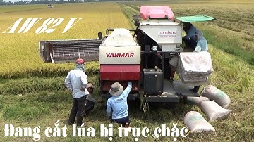 Máy cắt lúa YANMAR AW82V đang cắt lúa bị trục trặc