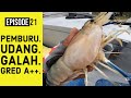 Sungai ini Udang Galahnya Besar Besar!💪😱