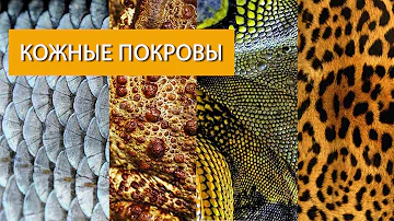 Видеоурок: кожные покровы животных