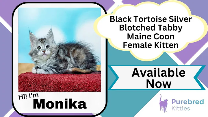 Video 5001871: purebred maine coon kitten, silver maine coon kitten, maine coon female kitten, black maine coon kitten, perfect maine coon, purebred kitties, cat