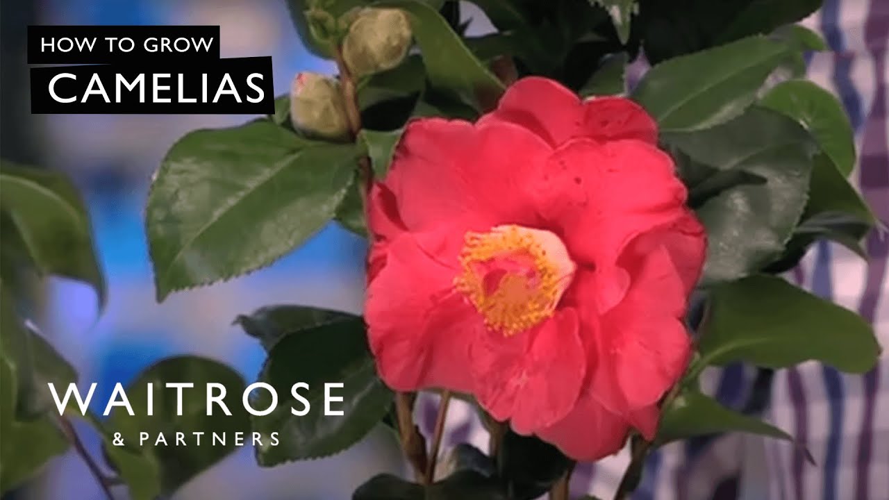 How To Grow Camelias | Waitrose - YouTube