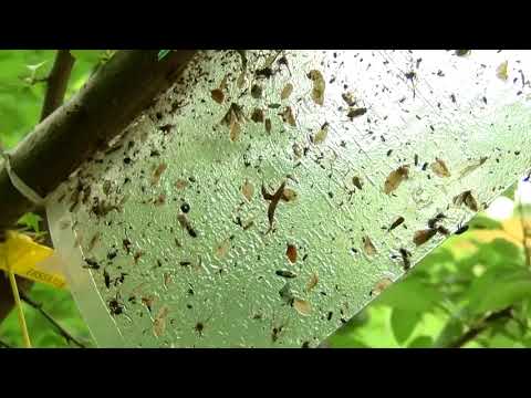 გამოჩნდა თუ არა აზიური ფაროსანა კახეთის რეგიონში 29 05 18